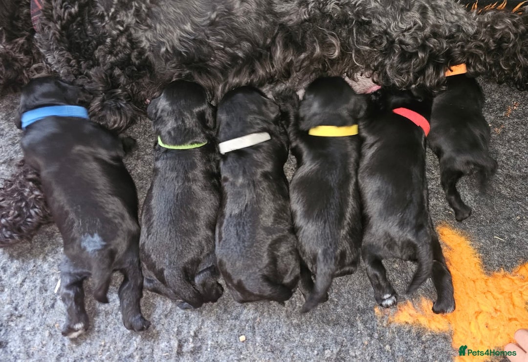Miniature Schnauzer dogs for sale: Miniature Schnauzer puppies - Image 13