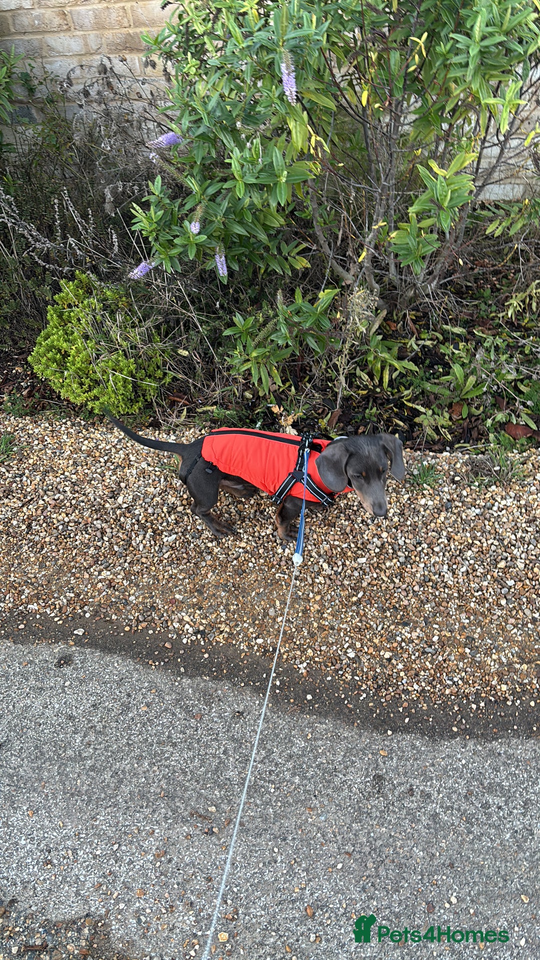 Miniature Dachshund dogs for sale: “Miniature dachshund”  - Advert 5