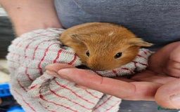English rabbits for sale: Guinea pigs  - Image 8
