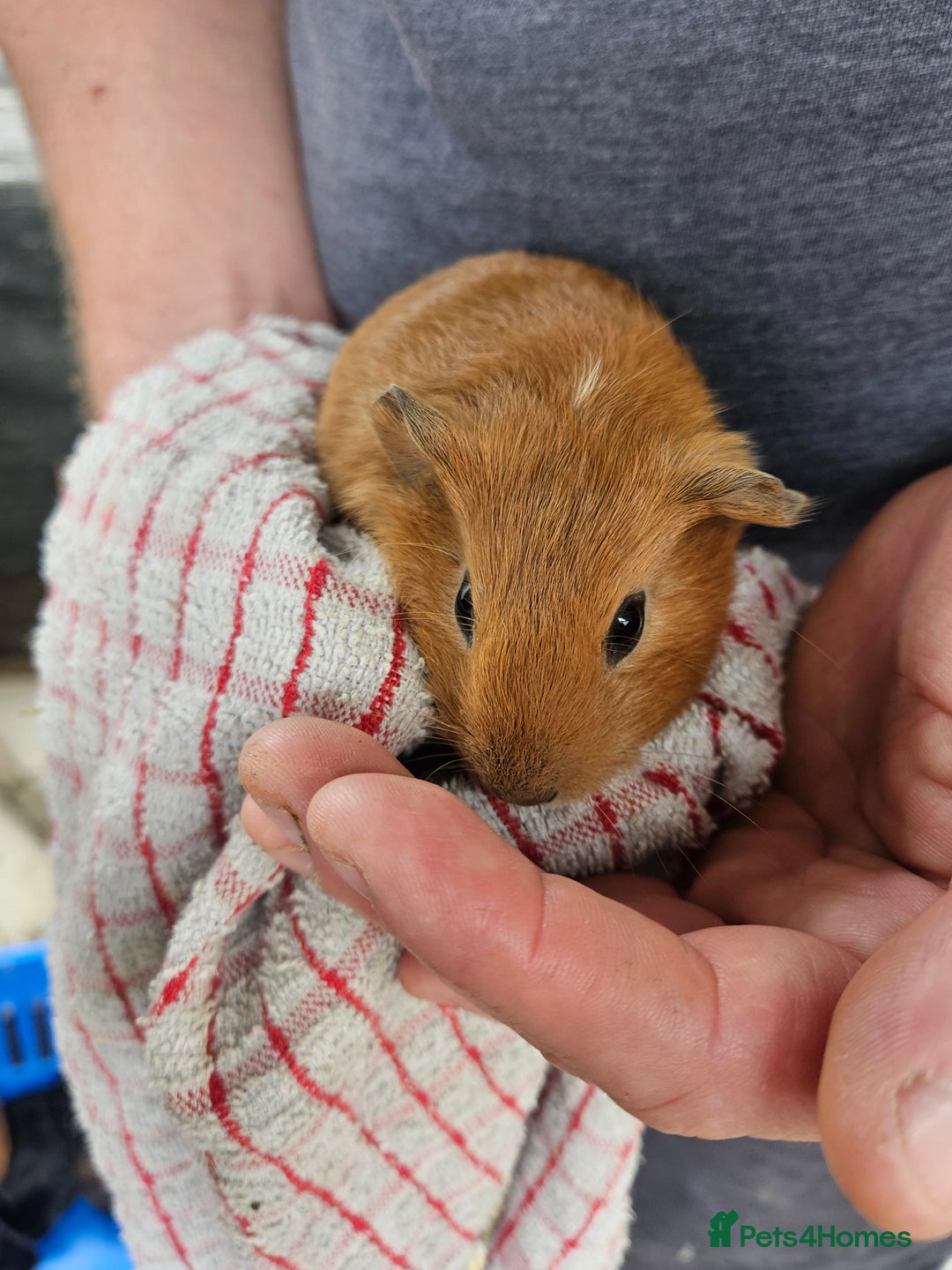 English rabbits for sale: Guinea pigs  - Image 8