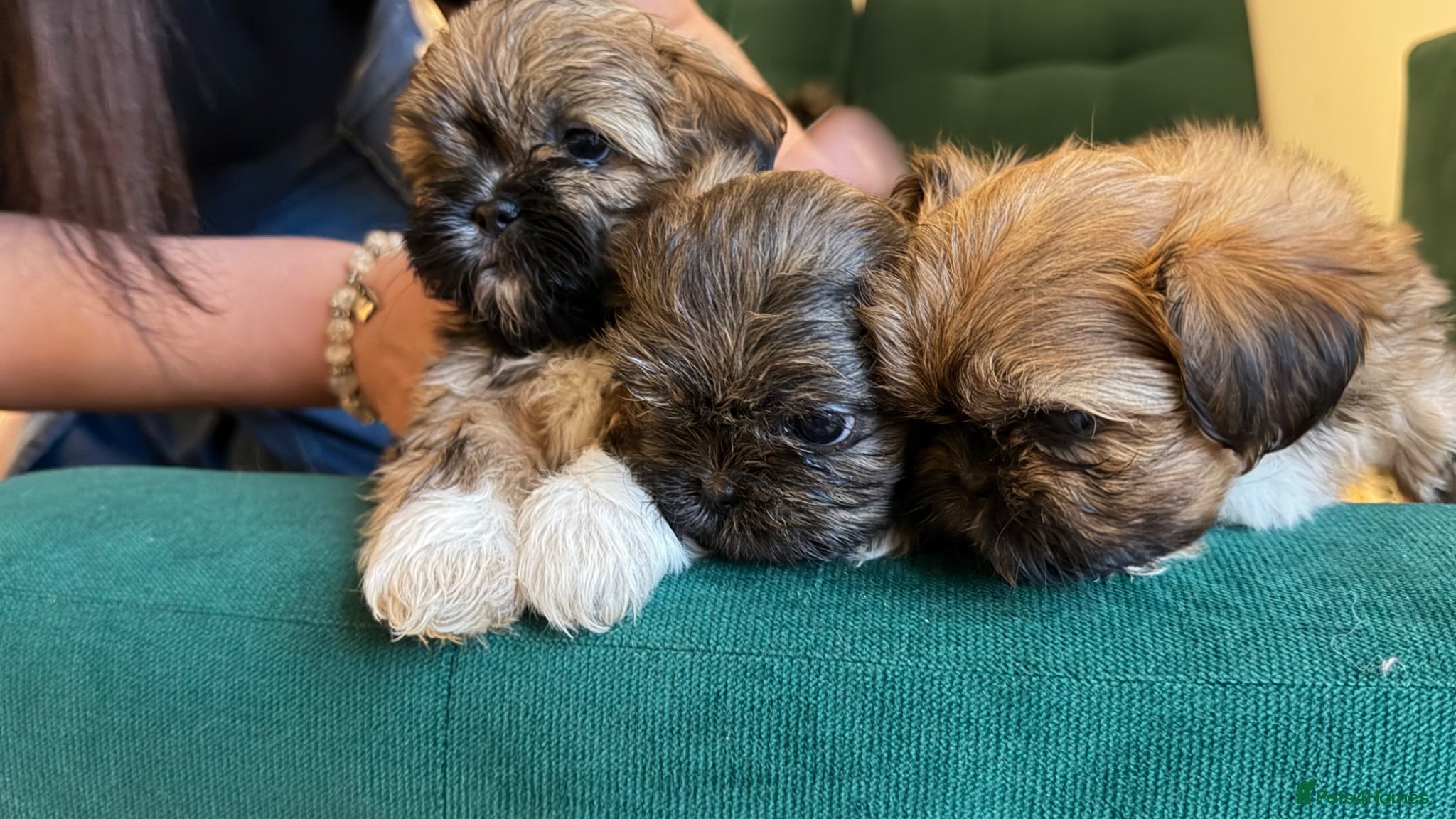 Shih Tzu dogs 🌟🐶 3 Beautiful Shih Tzu Puppies - Advert 7