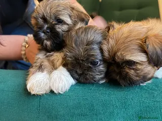 Shih Tzu dogs 🌟🐶 3 Beautiful Shih Tzu Puppies - Advert 7