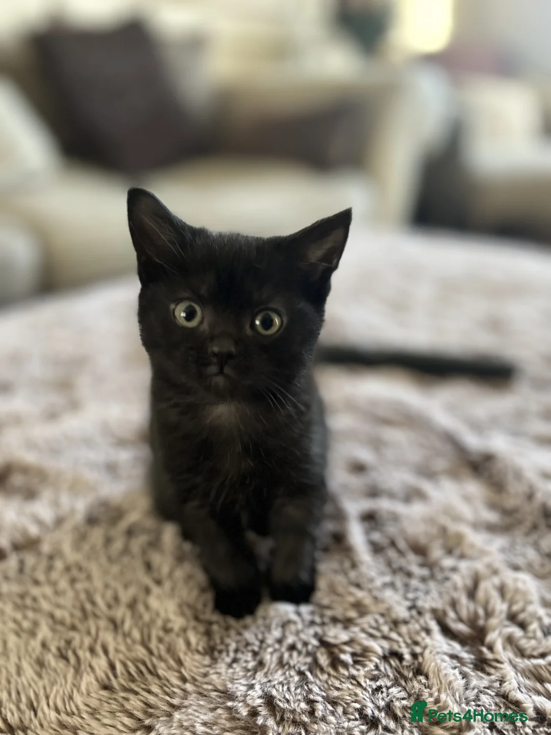 Mixed Breed cats for sale: Female Kittens Looking for Their Forever Homes ✨ - Advert 3
