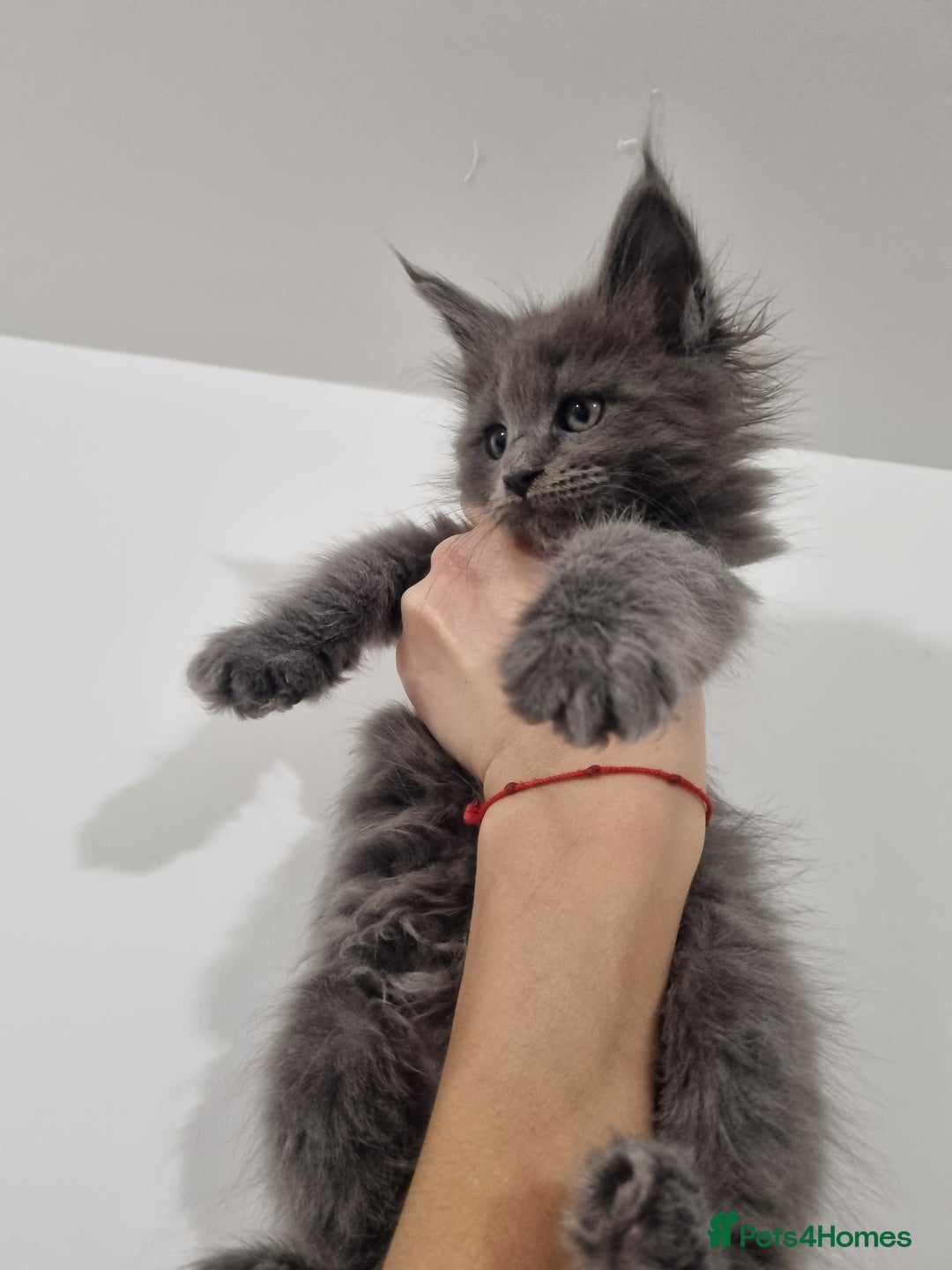 Maine Coon cats for sale: Purebred King Size Maine Coon kittens  - Image 9
