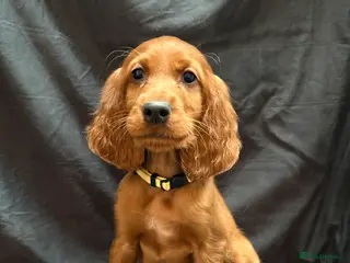 Irish Setter dogs ❤️🇮🇪Irish setter pups🇮🇪❤️ - Advert 1