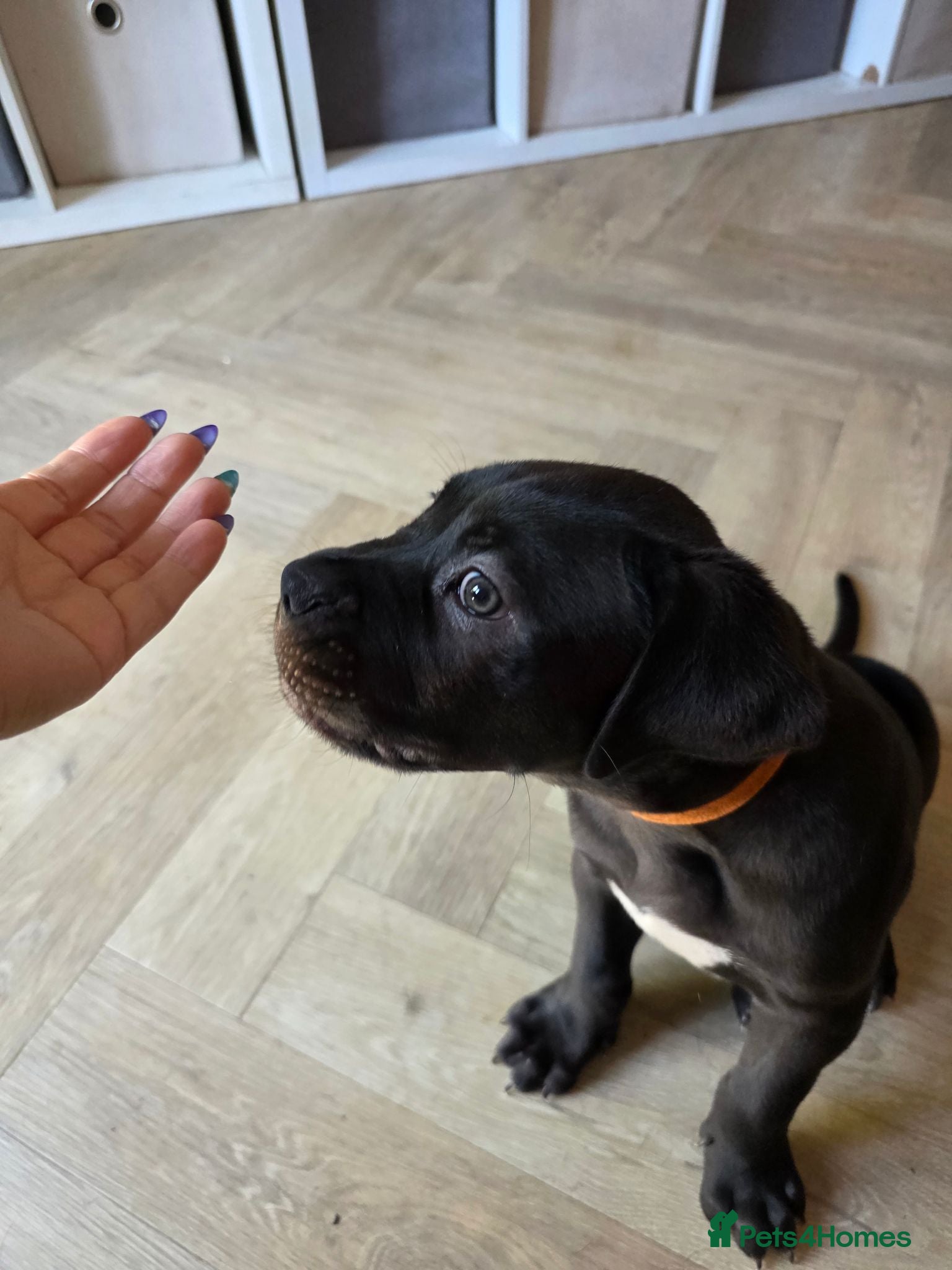 Cane Corso dogs NEW POST - Cane Corso Puppies  - Advert 2