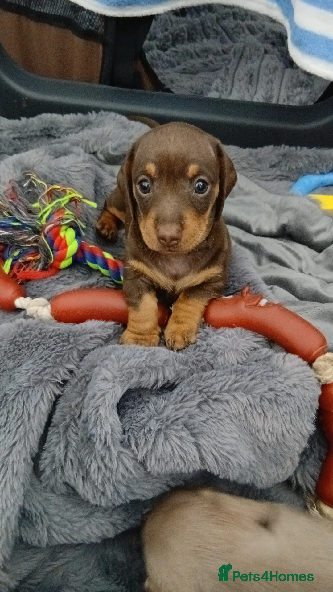 Miniature Dachshund dogs for sale: 2 beautiful boy miniature  dachunds  - Advert 2