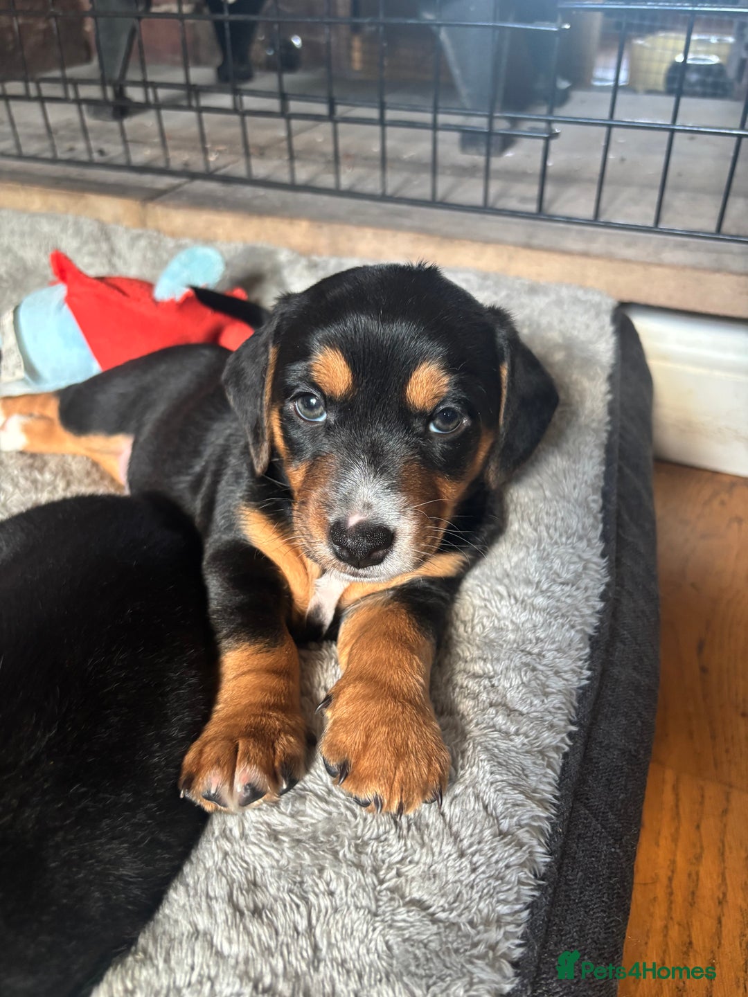 Mixed Breed dogs for sale: Jug and miniature dachshund mix pups - Image 4