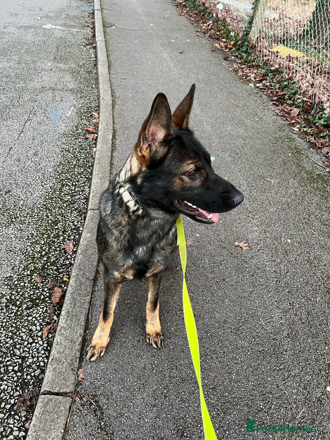 German Shepherd dogs for sale: Female German Shepherd - working line - Advert 8