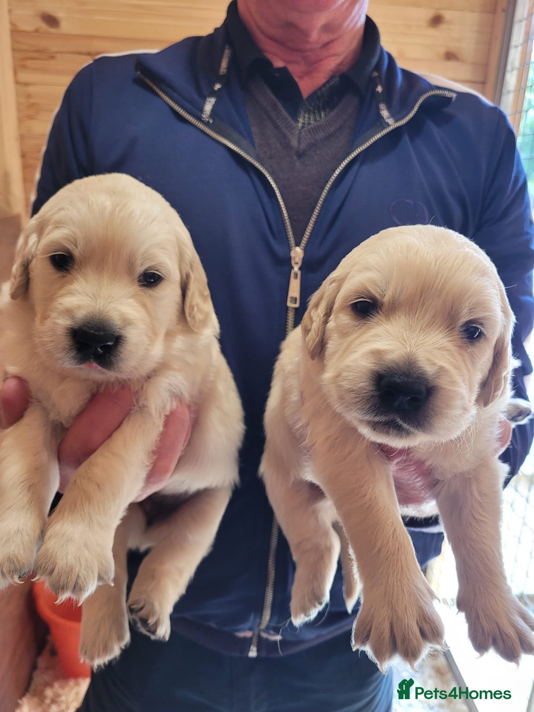 Golden Retriever dogs for sale: Golden retriever puppies  - Image 7