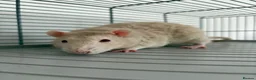 Rat rodents for sale: Male rats, 9 months old in Paisley - Advert 2