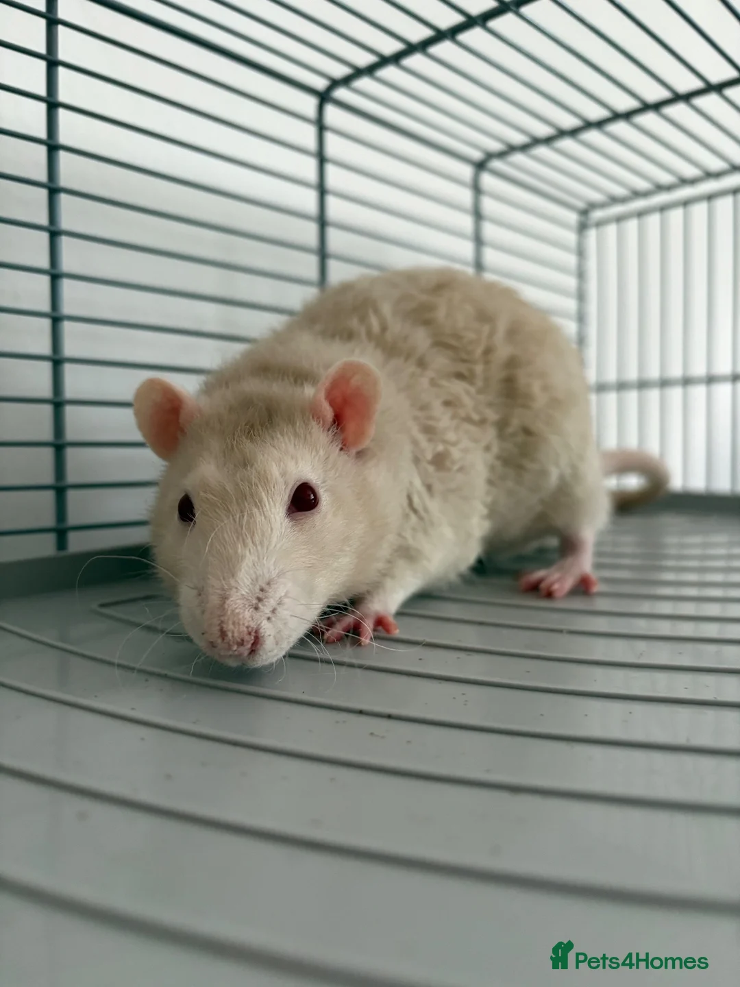 Rat rodents for sale: Male rats, 9 months old in Paisley - Advert 2