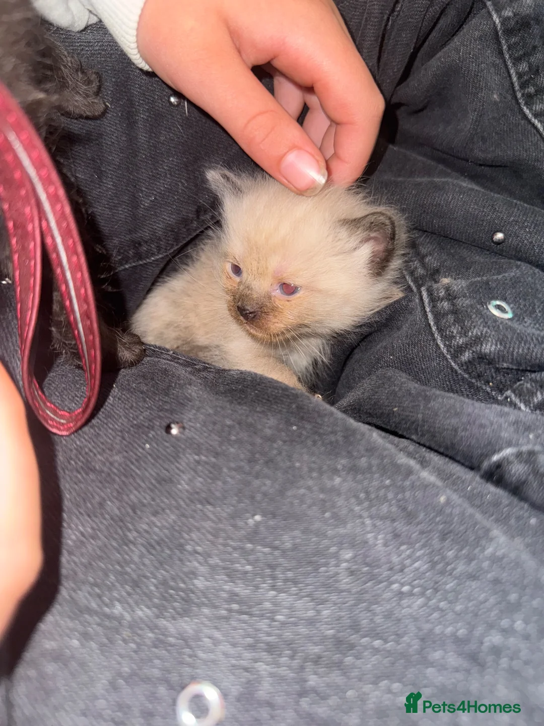 Mixed Breed cats for sale: Ragamuffin x British shorthair  - Advert 2