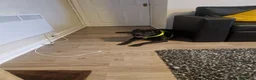 Mixed Breed dogs for sale: Staff x labourdor x charpai in Salford - Advert 2
