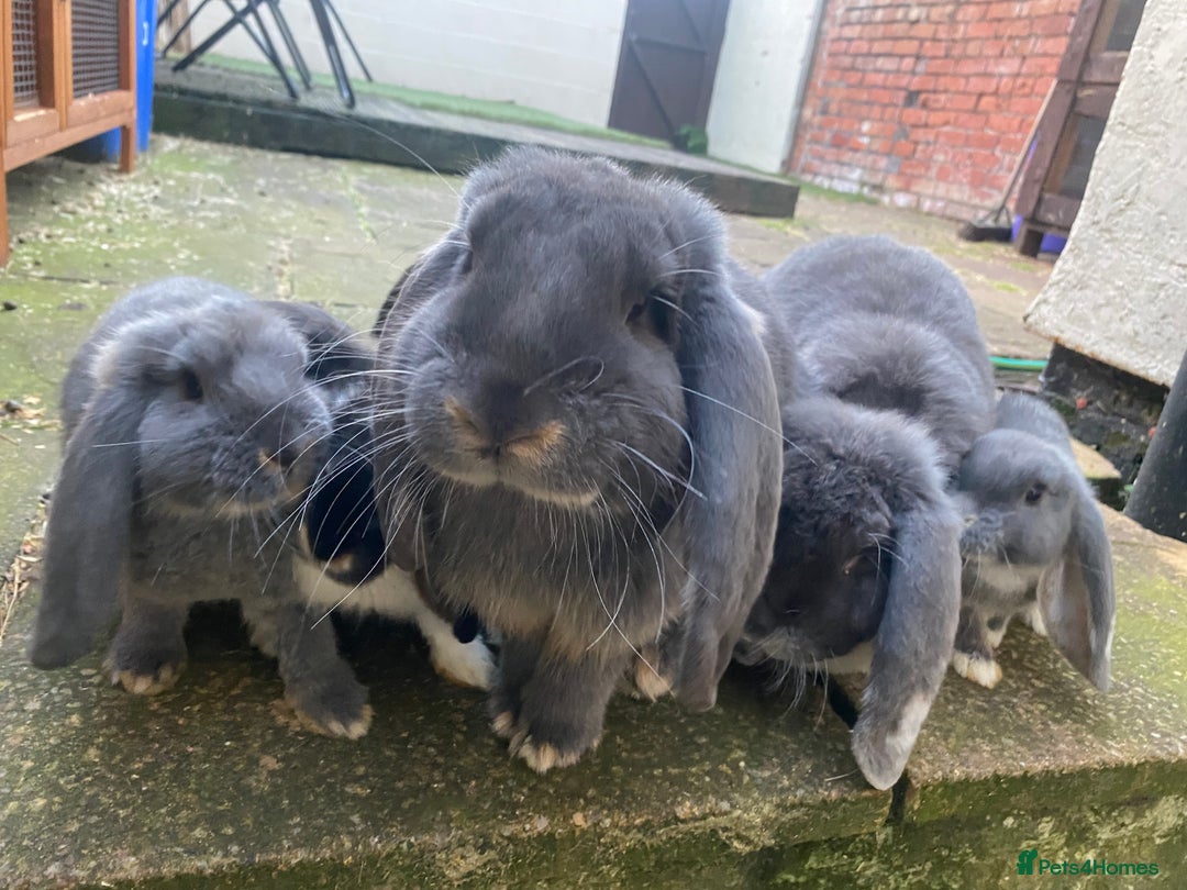 French Lop rabbits for sale: Brc rung Giant French lop rabbits for sale  - Image 27