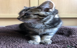 Mixed Breed cats for sale: Cute Tabby Baby Girl 🐈 - Image 6