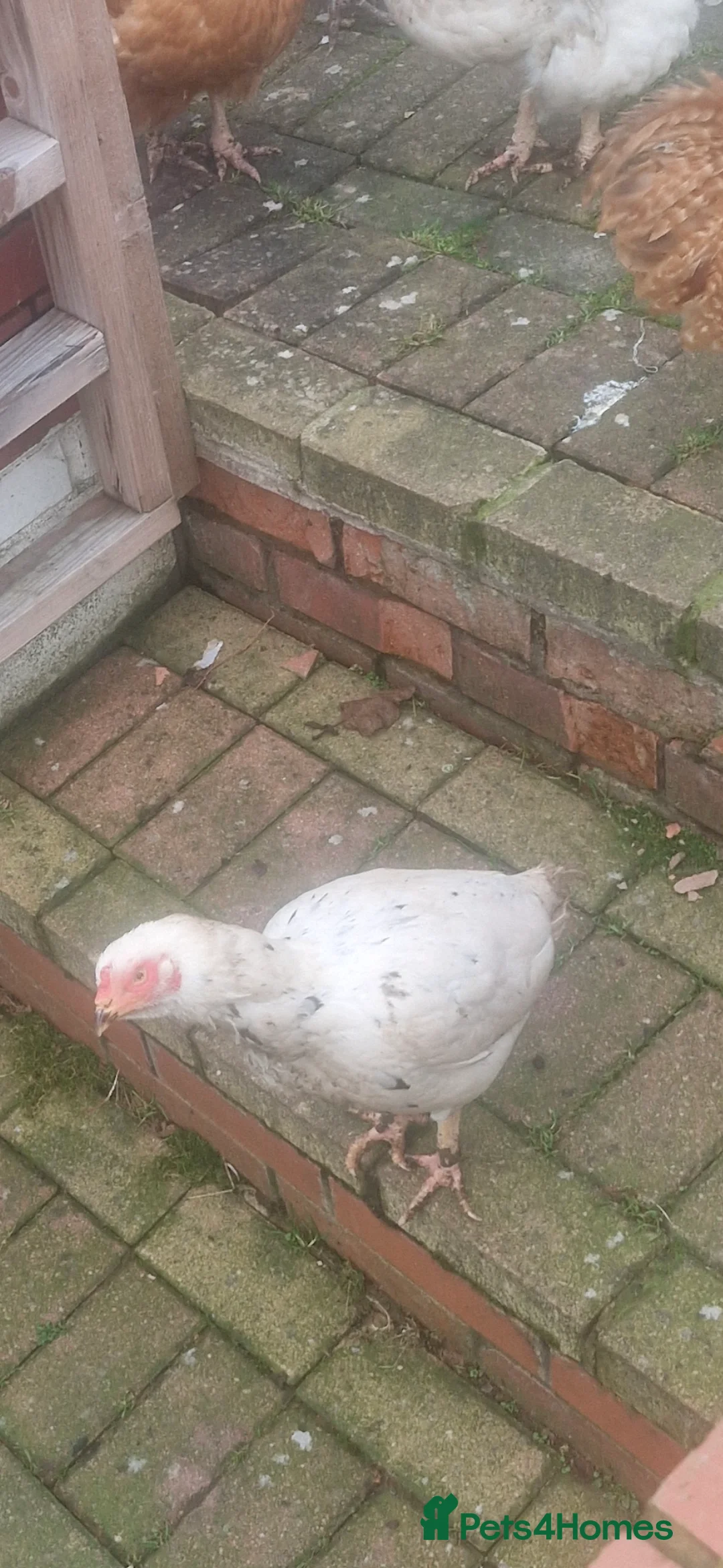 Chickens poultry for sale: Shamo chicken  - Advert 1