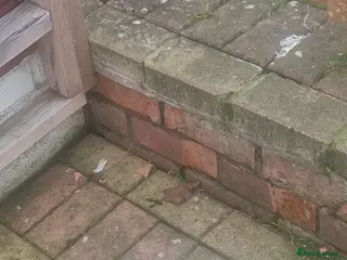 Chickens poultry Shamo chicken - Advert 6