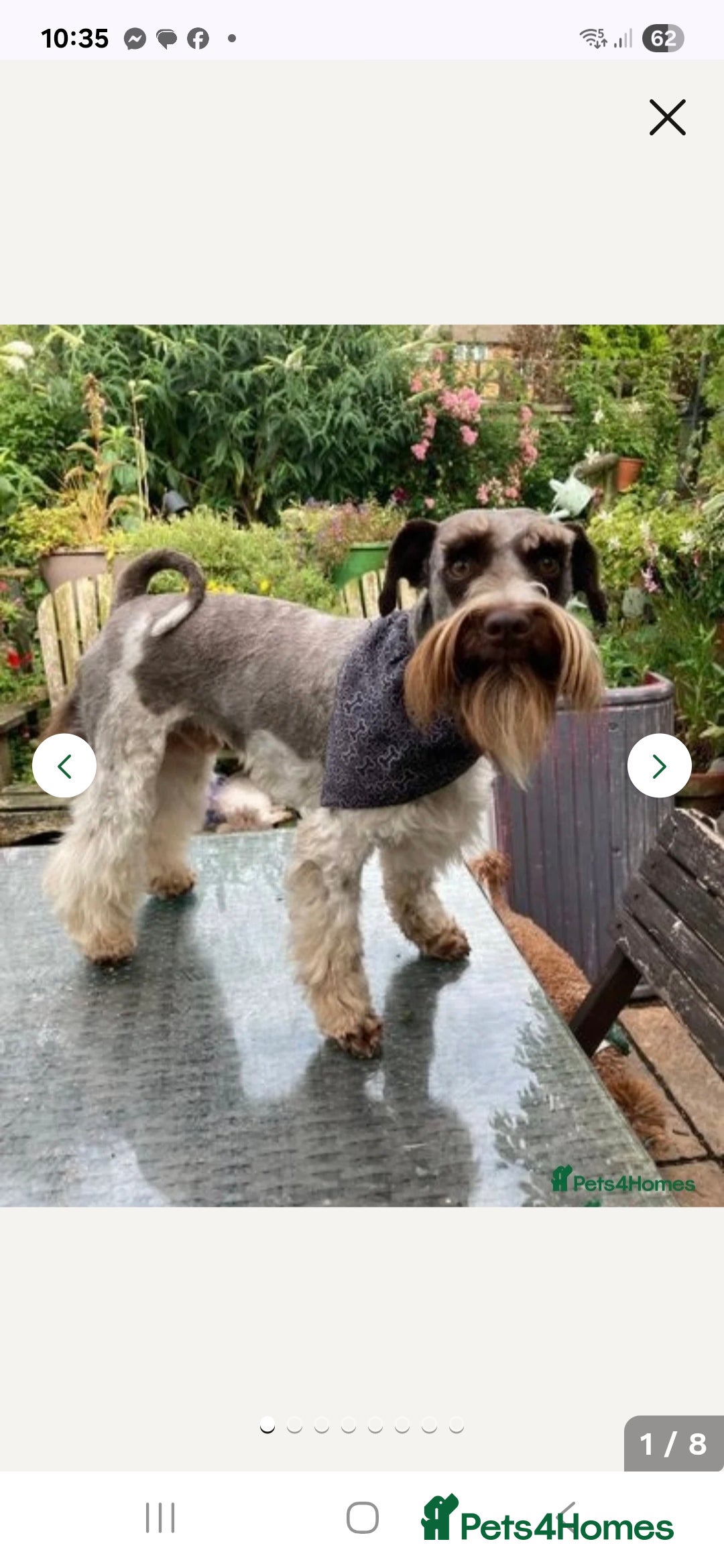 Miniature Schnauzer dogs for sale: Miniature Schnauzer beauties - Image 18