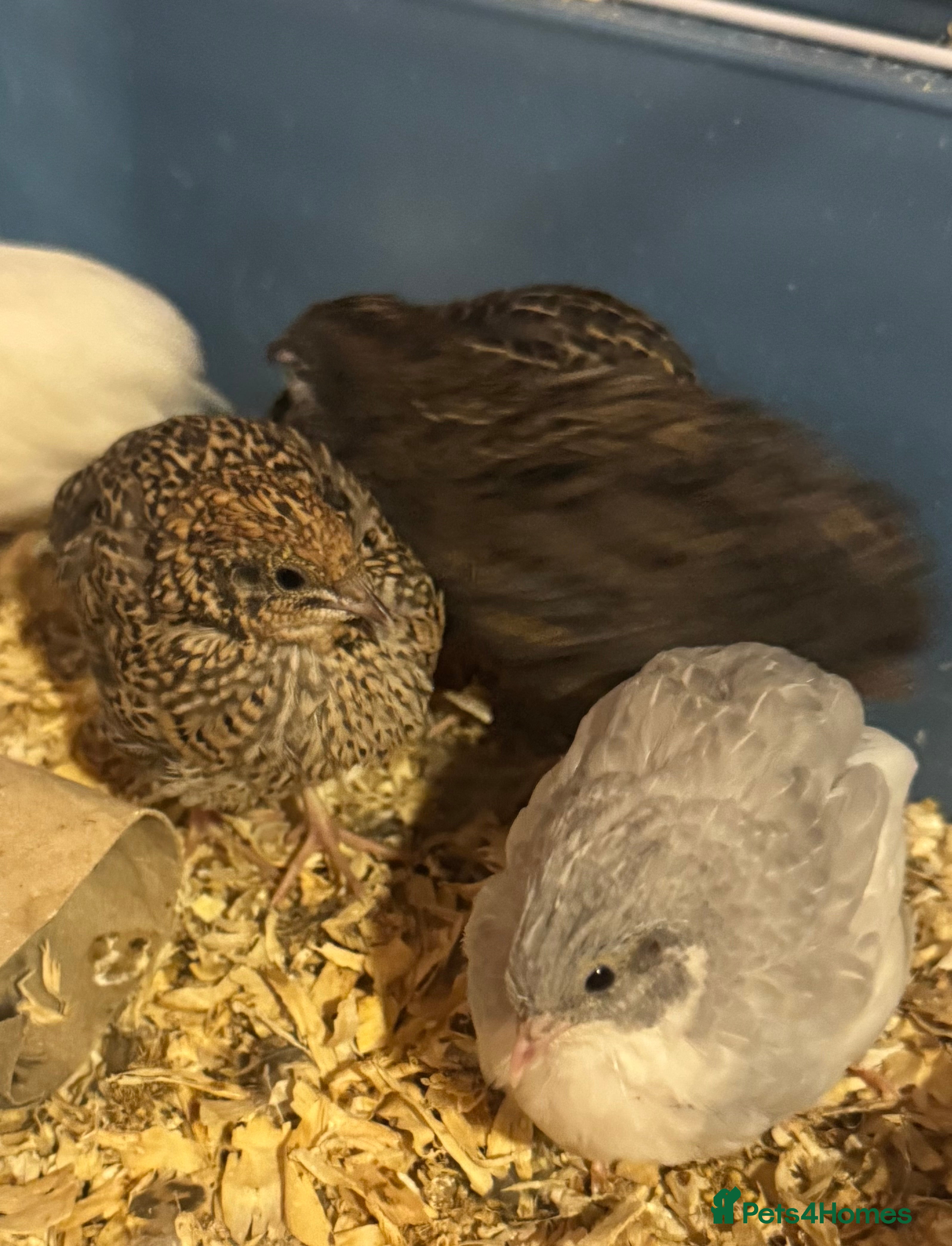 Quail poultry Beautiful button quail for sale - Advert 3