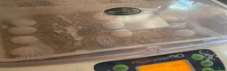 Tortoise reptiles for sale: Mediterranean spurthigh tortoise hatchlings in Plymouth - Advert 6