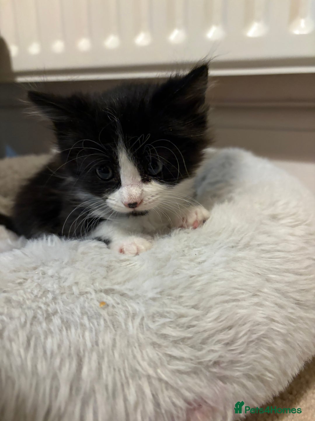 Mixed Breed cats for sale: Seven Tiny Adventures Waiting for Their Families - Advert 30