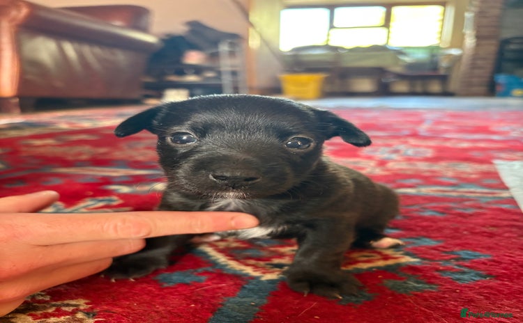 Patterjack dogs - Advert 1