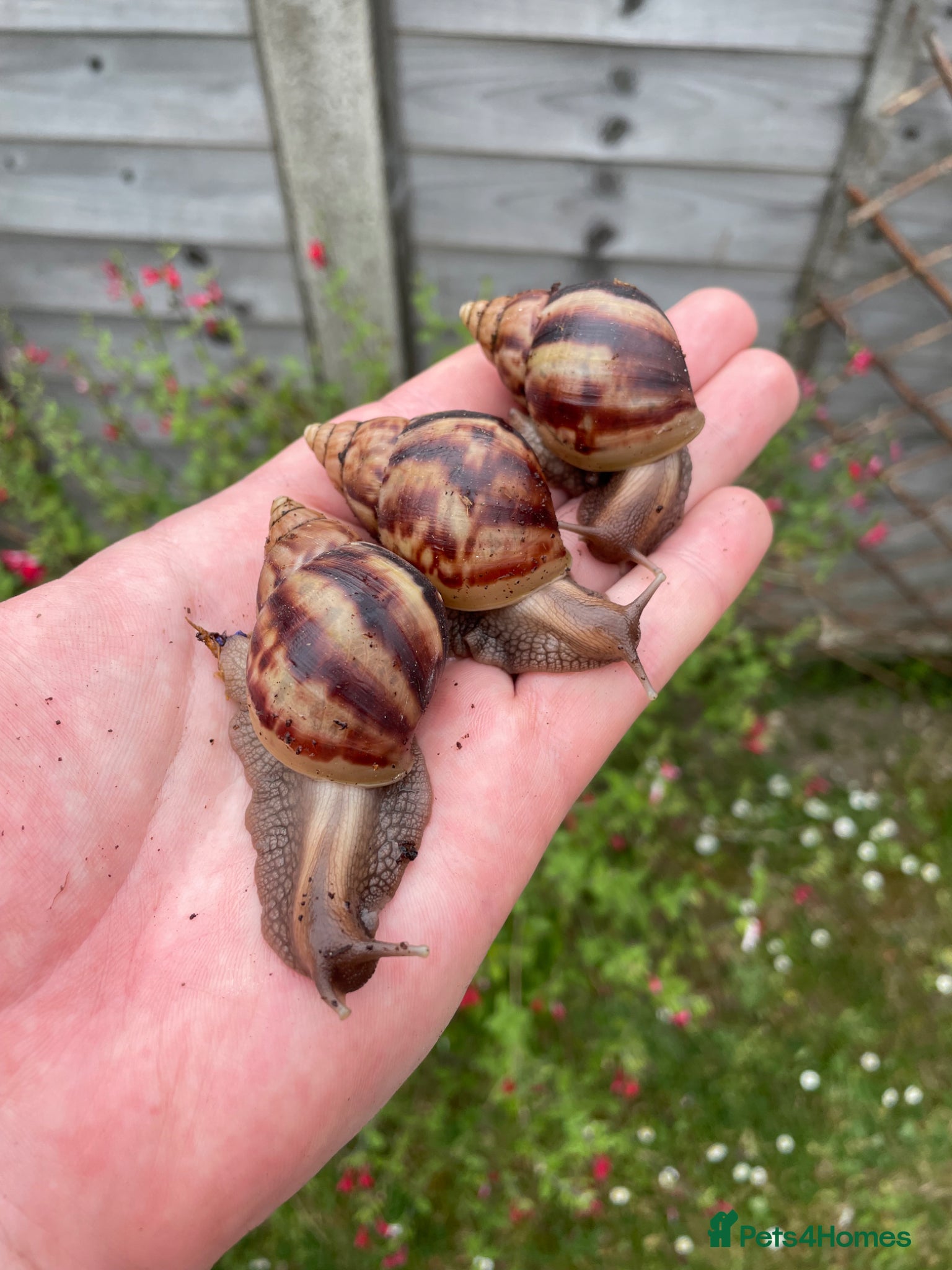 Snails invertebrates Giant African Snails for sale! - Advert 1