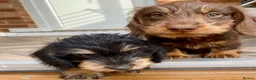 Miniature Dachshund dogs for sale: KC Mini wirehaired dachshund - Advert 6