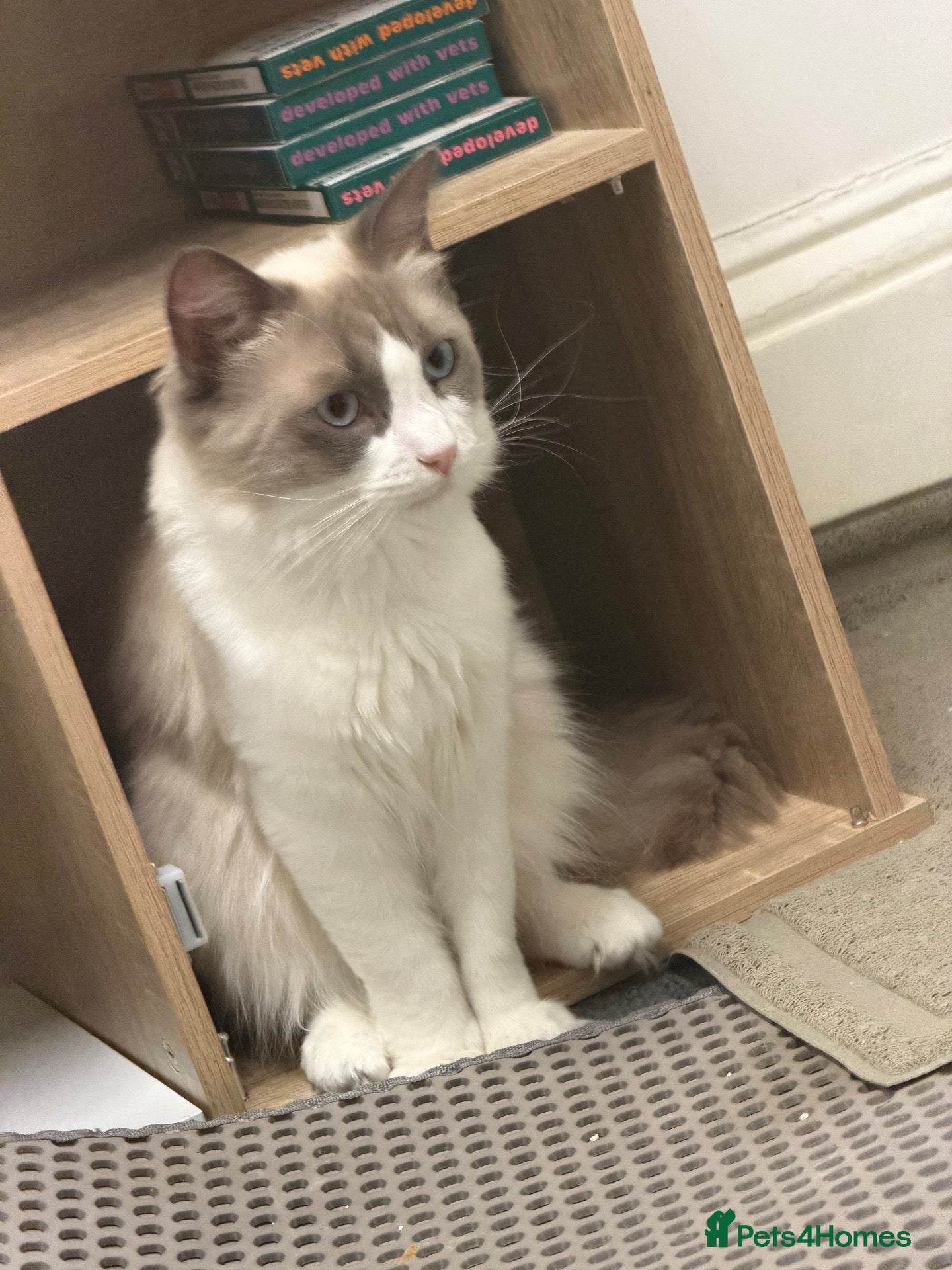 Ragdoll cats Bi colour male ragdoll - Advert 1