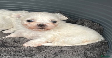 Maltese dogs - Advert 3