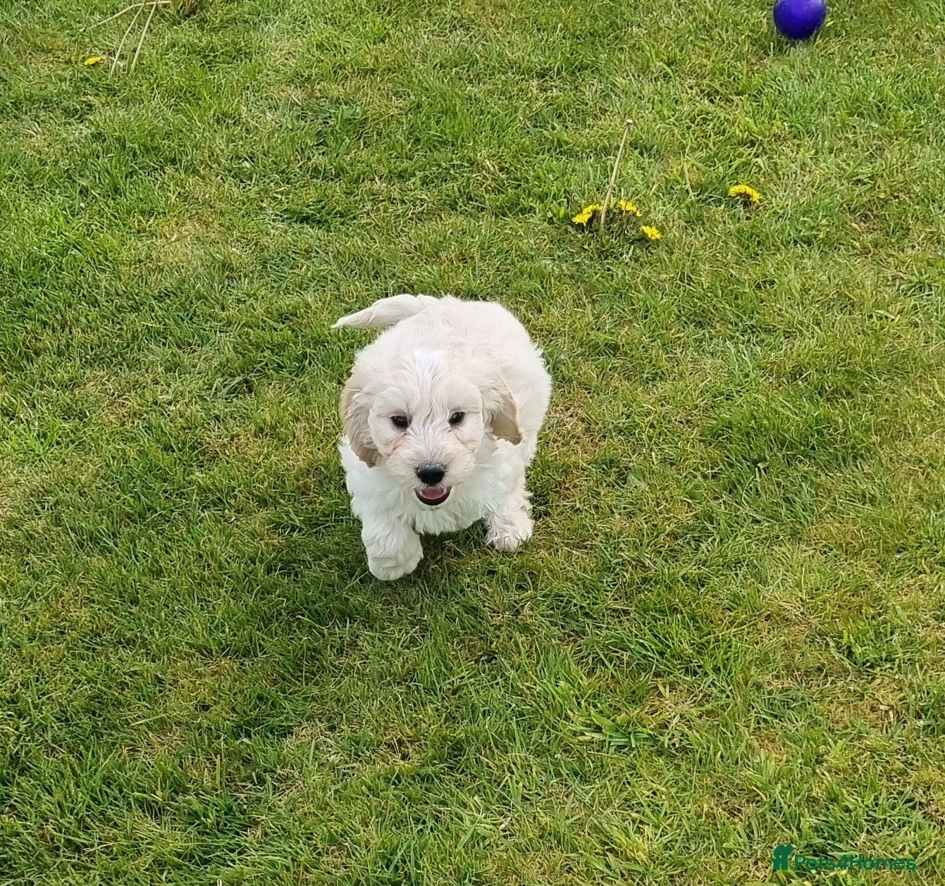 Cockapoo dogs Cockapoos for sale - Advert 3