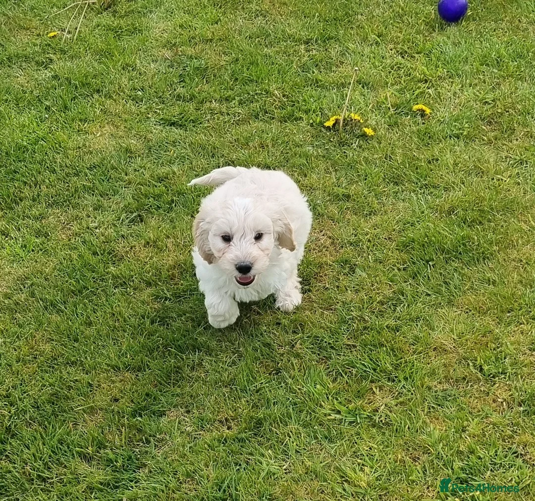 Cockapoo dogs for sale: Cockapoos for sale in Carmarthen - Advert 1