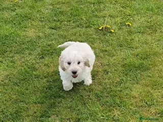 Cockapoo dogs Cockapoos for sale - Advert 4