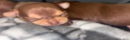 Chihuahua dogs for sale: 3 chihuahua puppy’s for sale - Advert 20