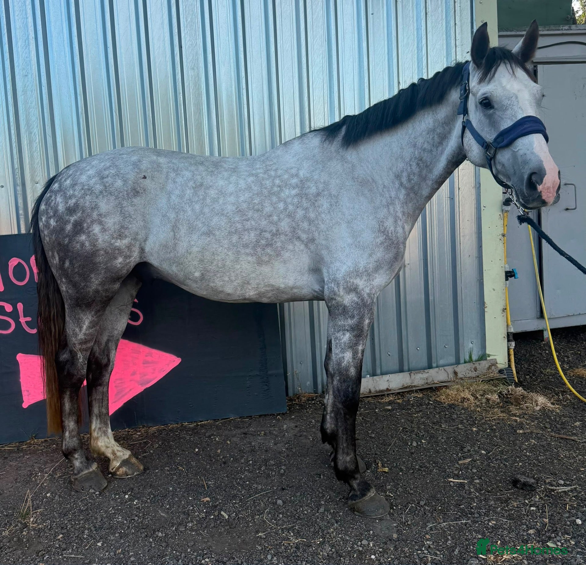 Irish Sports horses Larry 16.2hh sports gelding  - Advert 4