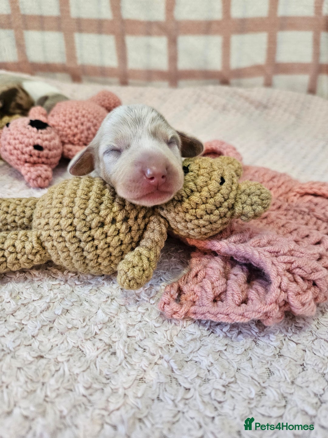 Miniature Dachshund dogs for sale: Stunning KC miniaturedachshunds KC - Advert 19