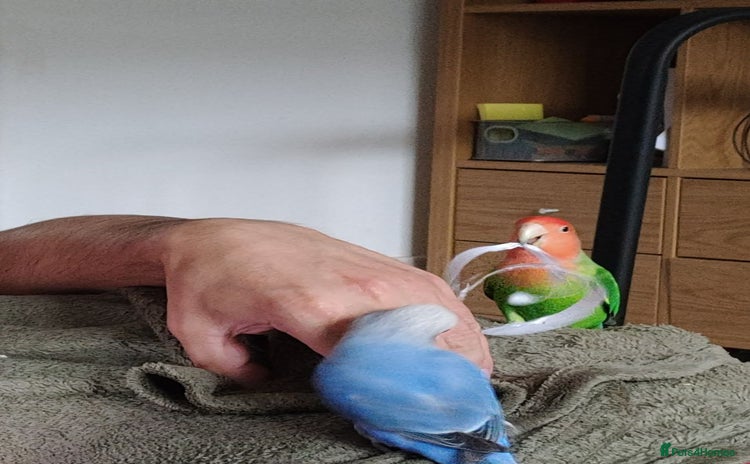 Lovebirds birds - Advert 2