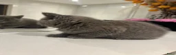British Shorthair cats for sale: Beautiful Grey Male British Shorthair Kitten 🩶 - Advert 10