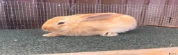 Mixed Breed rabbits for sale: Mixed baby rabbits - Advert 4