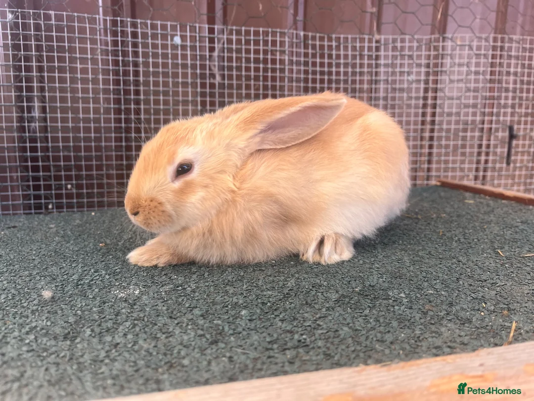 Mixed Breed rabbits for sale: Mixed baby rabbits - Advert 1