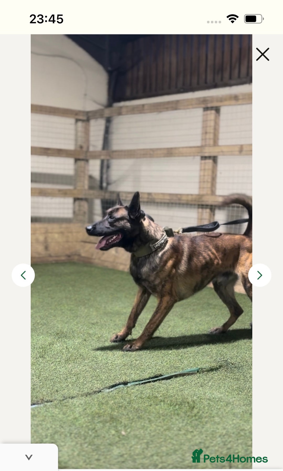 Mixed Breed dogs for sale: Doggo - Advert 8