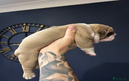 Mixed Breed dogs for sale: English bulldogs  - Advert 7