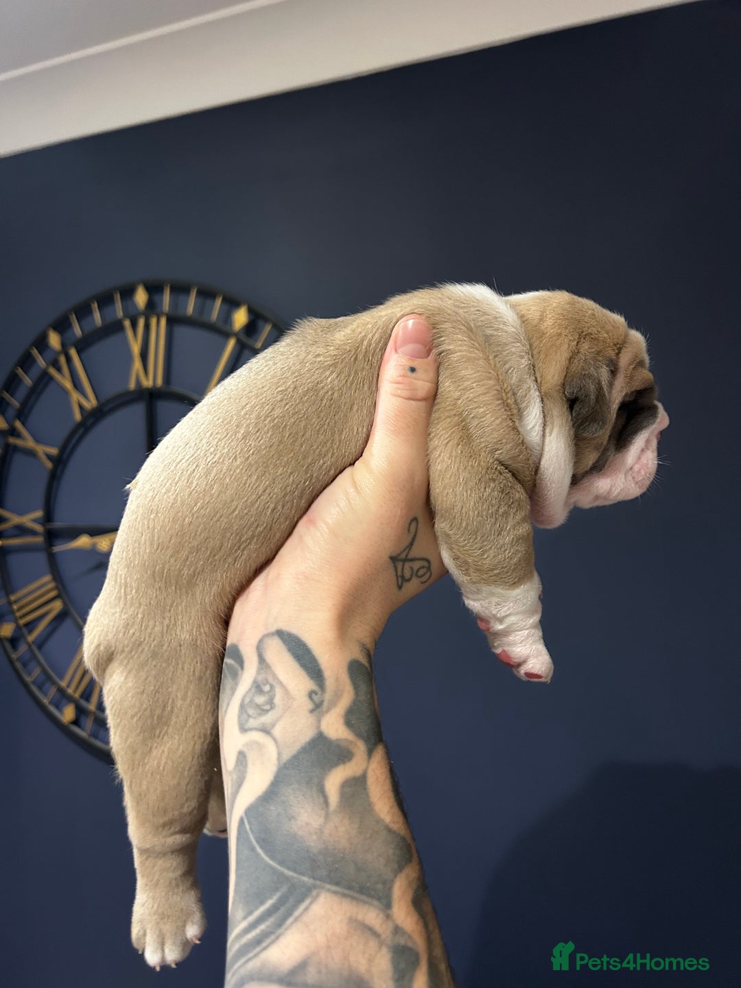Mixed Breed dogs for sale: English bulldogs  - Advert 7