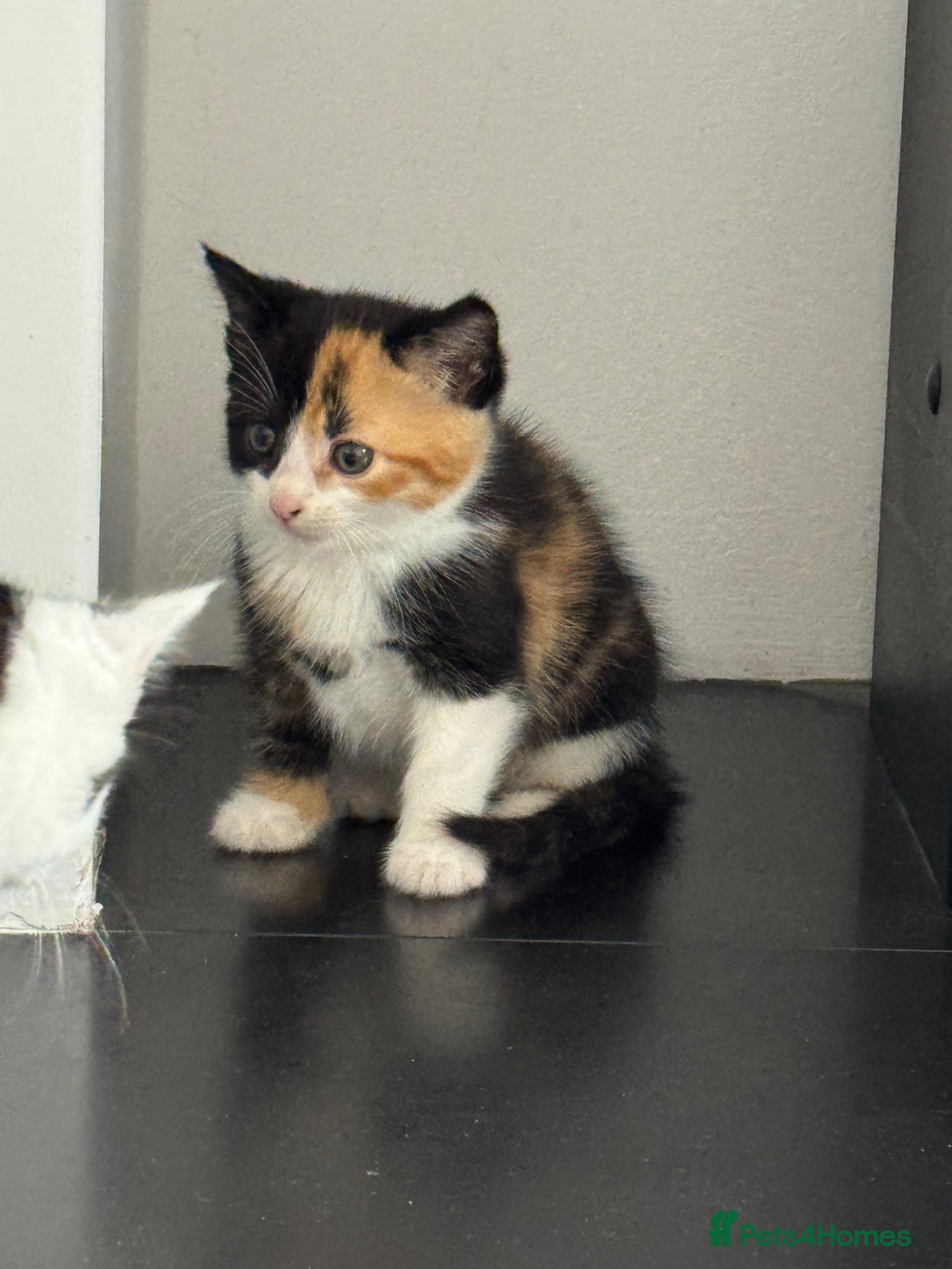 Persian cats for sale: Kittens ready to go  - Advert 7