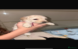 Miniature Poodle dogs for sale: Miniature Merle poodle puppies 🌈🐶❤️ - Advert 29