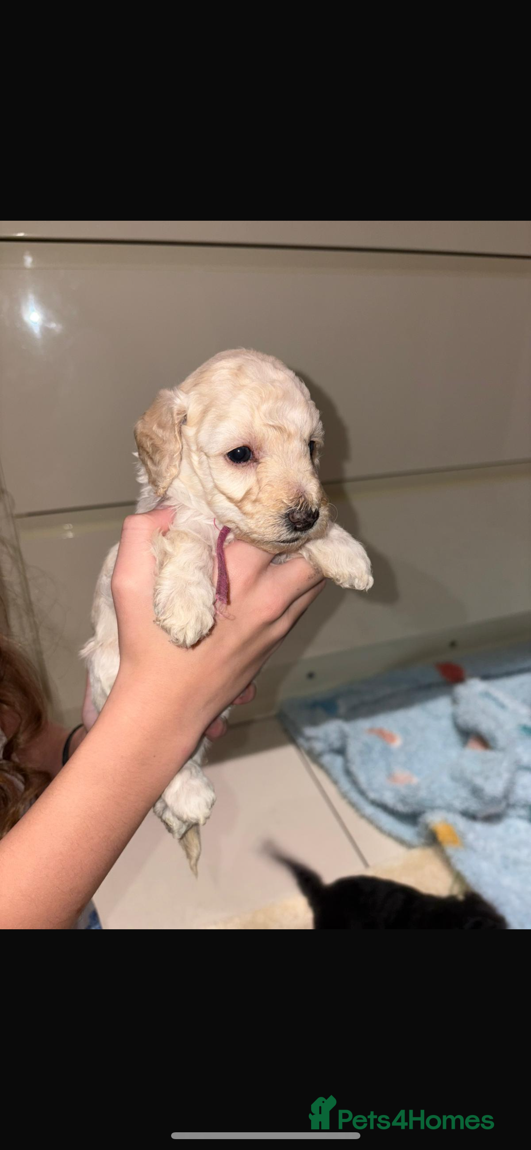 Miniature Poodle dogs for sale: Miniature Merle poodle puppies 🌈🐶❤️ - Advert 29