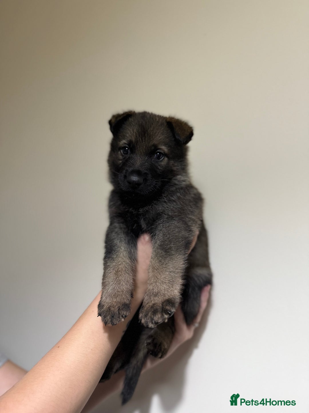 German Shepherd dogs for sale: Beautiful KC German Shepherd Puppies  - Advert 10