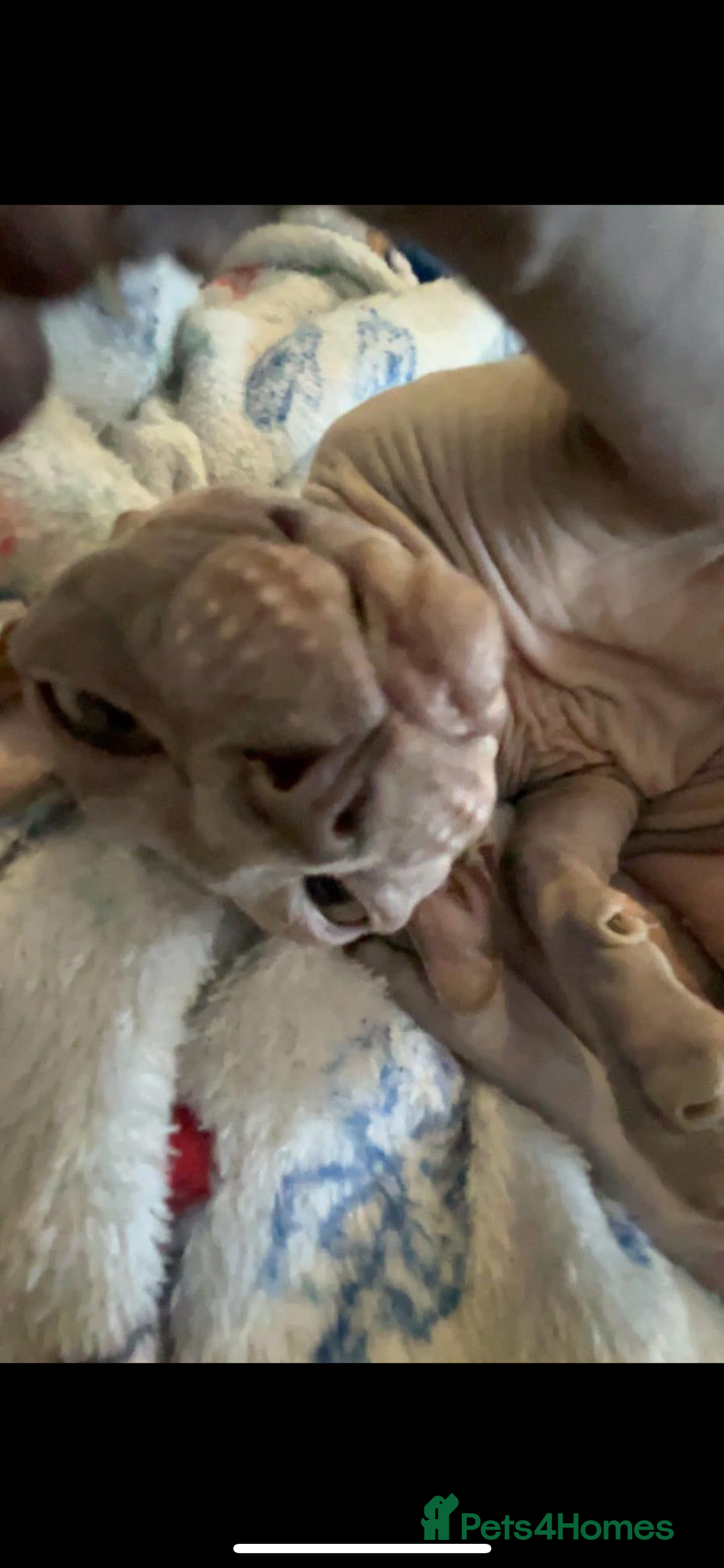 Sphynx cats for sale: Beautiful blue litter of Sphynx kittens - Advert 12