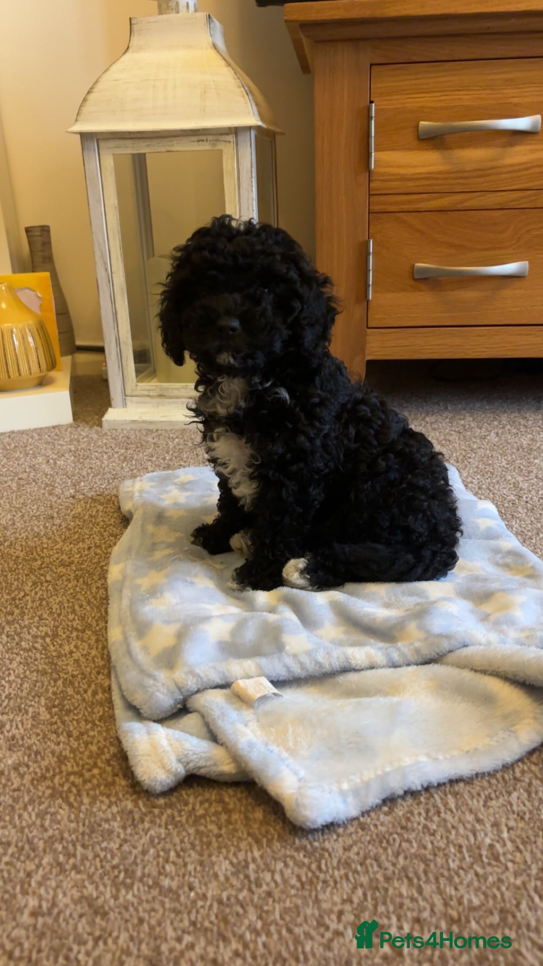 Cavapoo dogs for sale:  Cavapoo puppies  - Advert 28